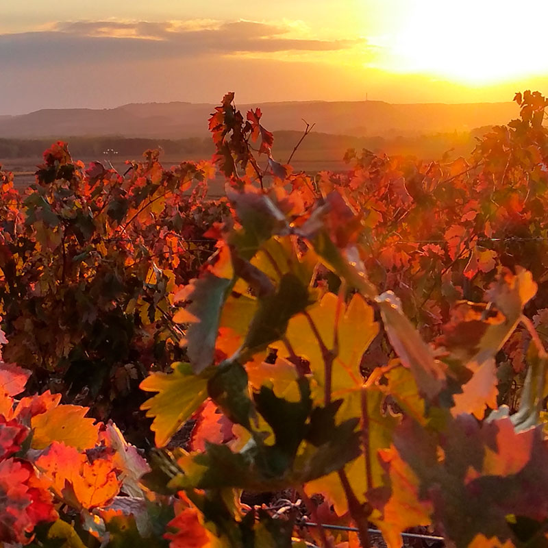 Viajes a medida | El otoo en la Selva de Irati y la Rioja alavesa-de naturaleza