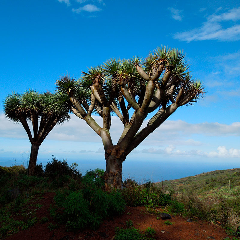 Viajes a medida | Naturaleza mgica, paisajes increibles, Islas Canarias-en familia