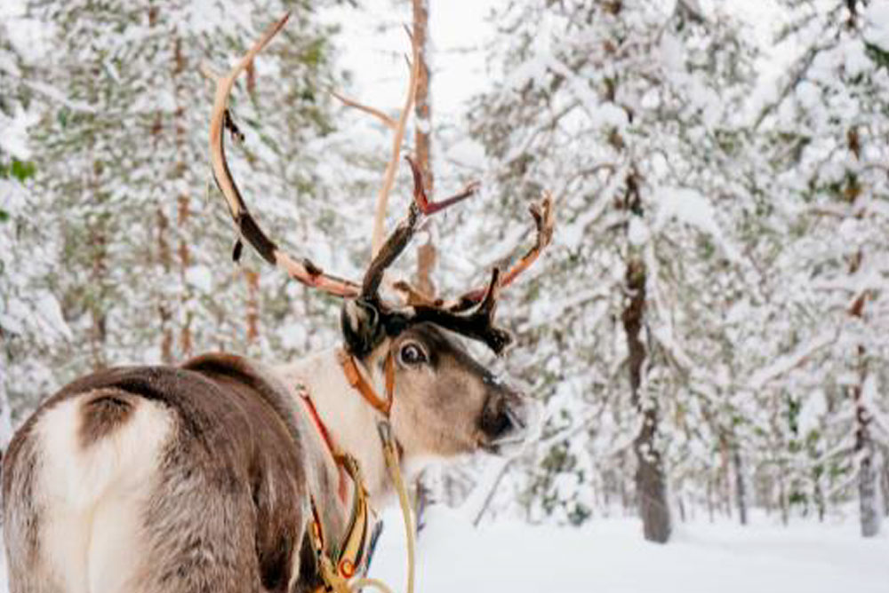 Laponia avistamiento de Auroras Boreales en diciembre - Laponia- imagen #6
