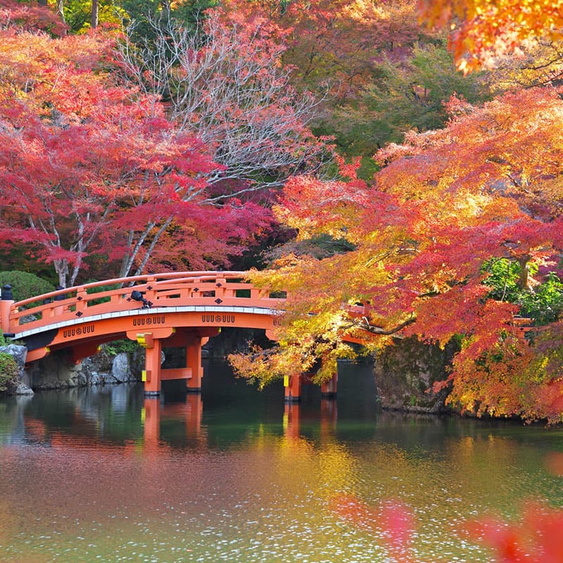 Viaje a medida: Cultura y Tradicin-Japn