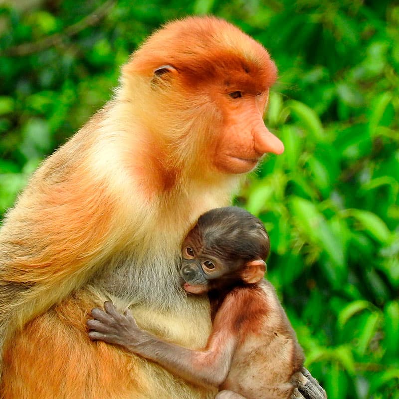 Viaje a medida: Borneo, Java y Bali-Indonesia