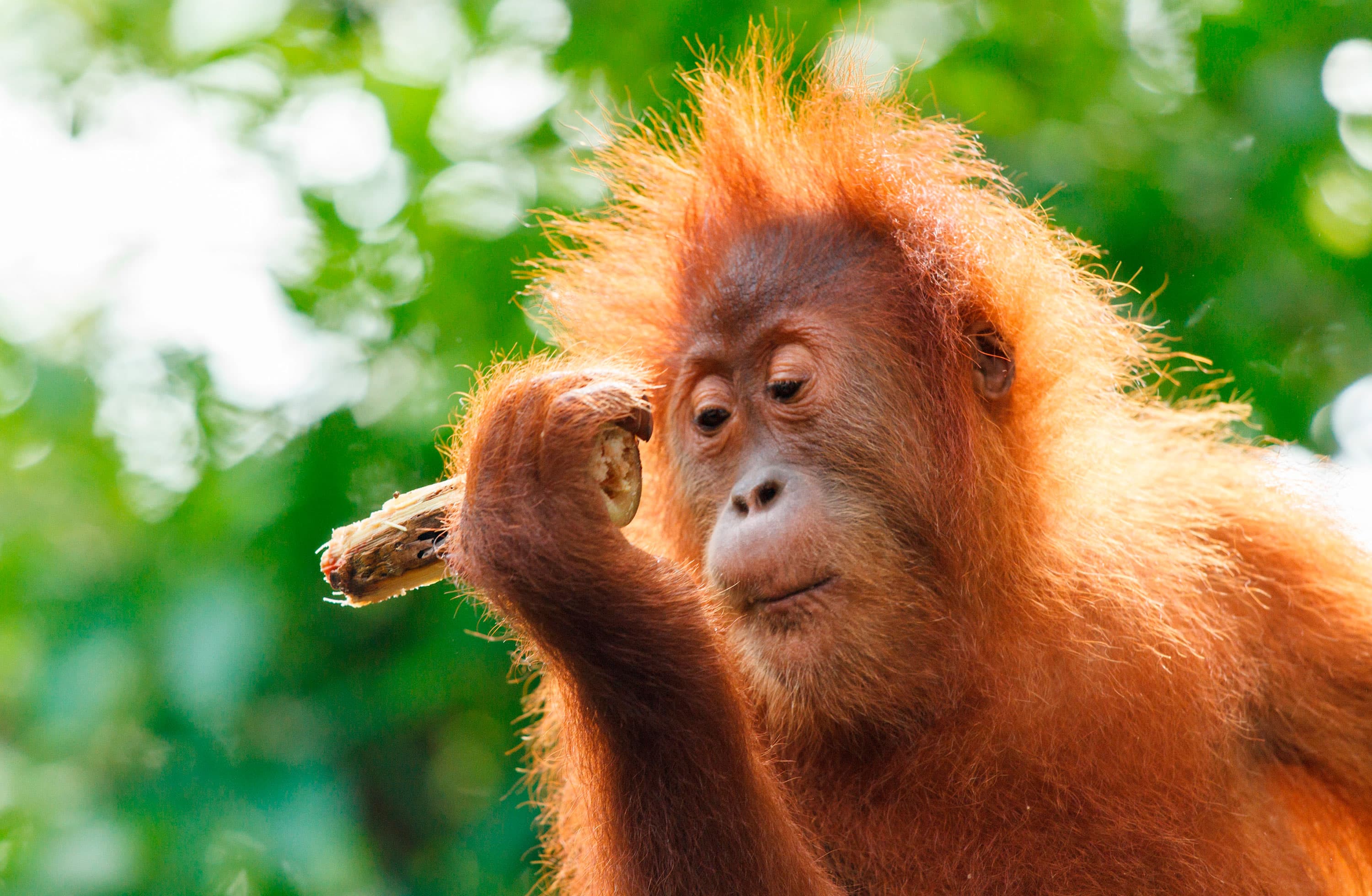 Viaje organizado a Borneo, Java, Sulawesi, Komodo y Bali