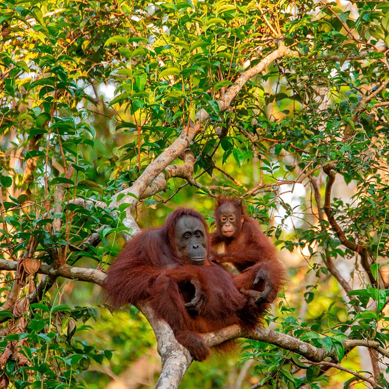 Viaje a medida: Borneo, Komodo y Bali-Indonesia