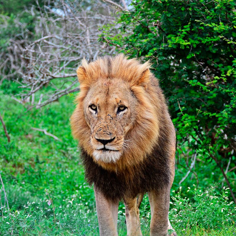 Viajes a medida | Sudfrica en Reserva Privada Karongwe o Kapama (Safari Fotogrfico)-de novios