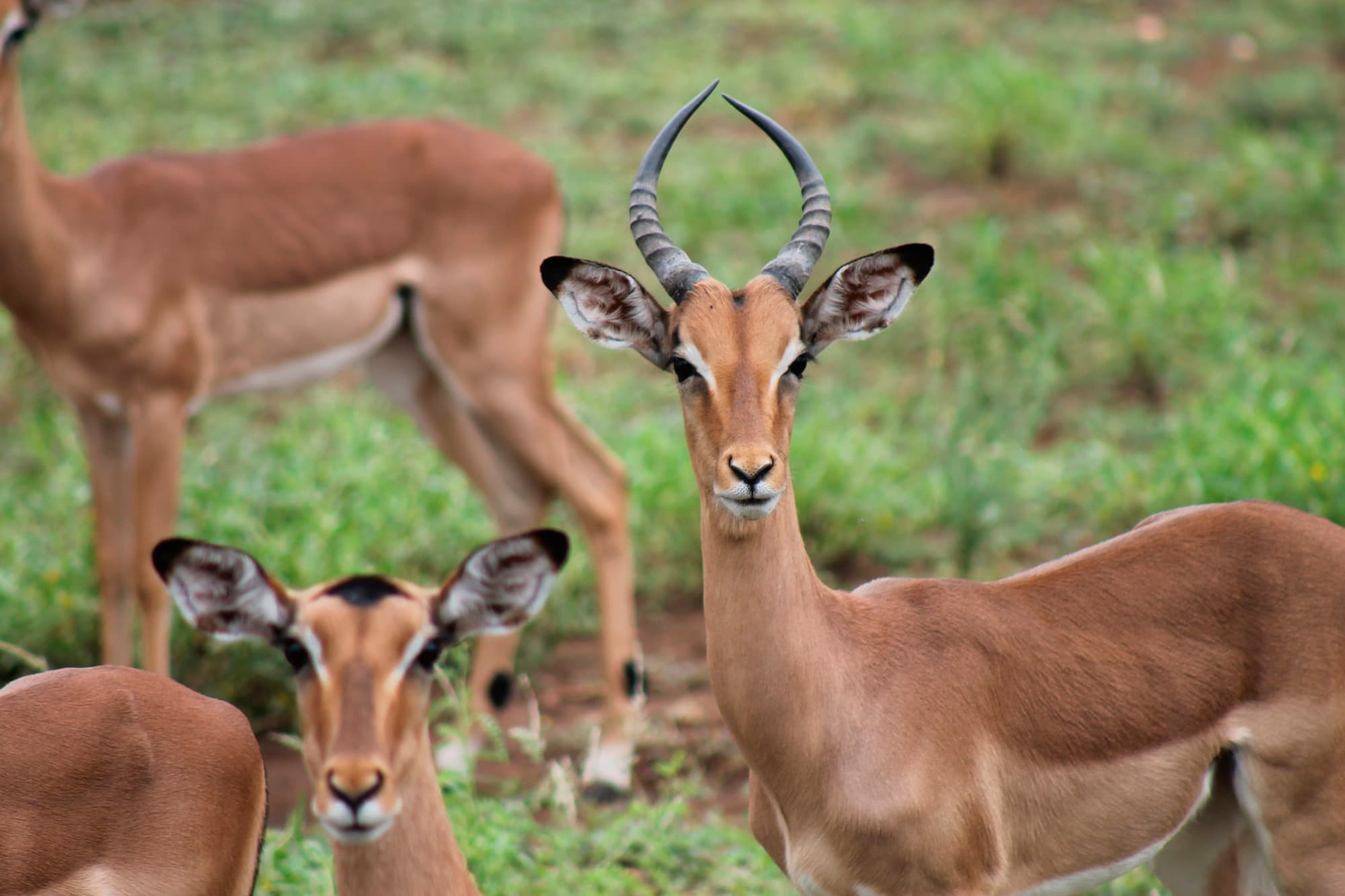 Sudáfrica en Reserva Privada Karongwe o Kapama (Safari Fotográfico) - Sudáfrica- imagen #3