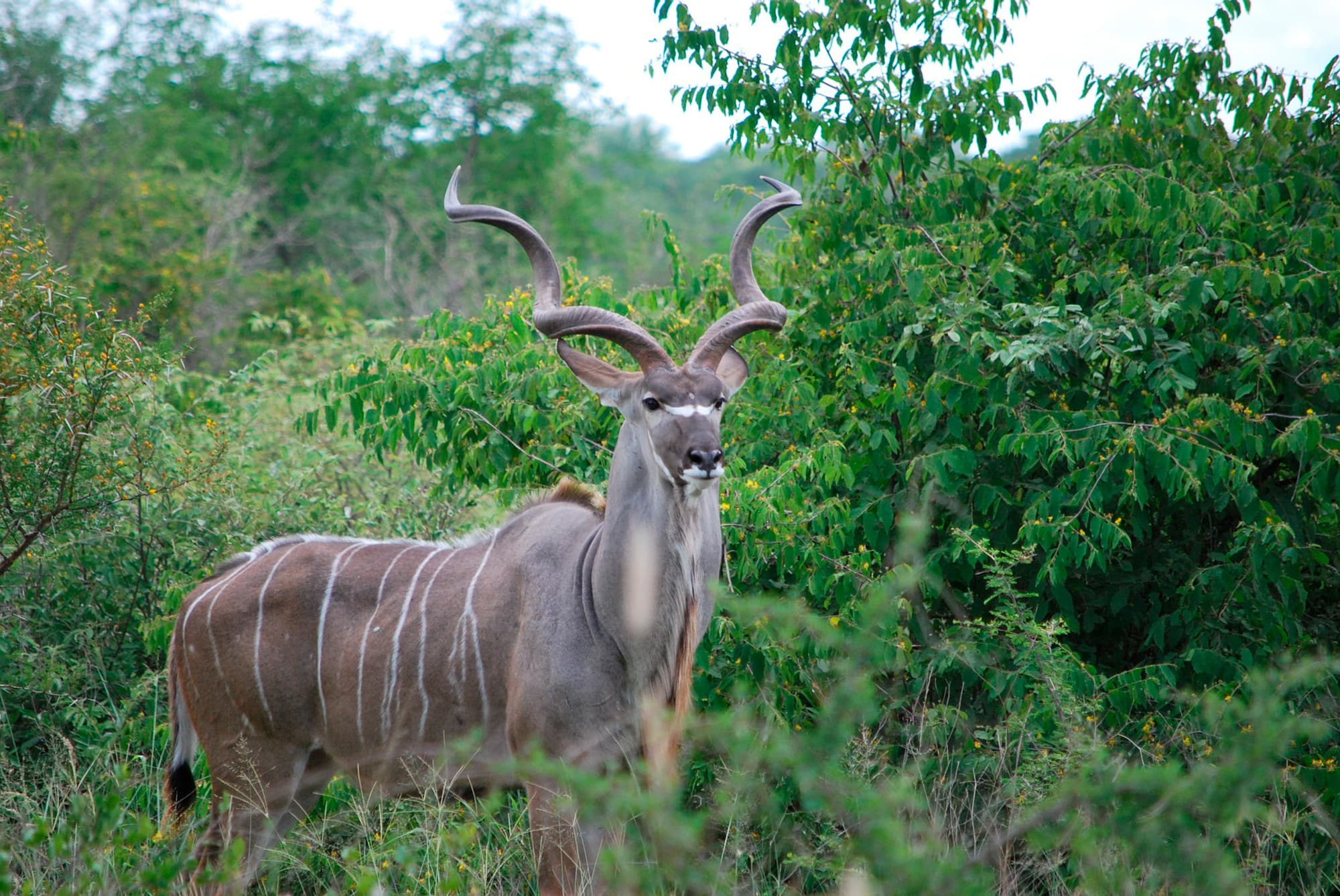 Sudáfrica en Reserva Privada Karongwe o Kapama (Safari Fotográfico) - Sudáfrica- imagen #7