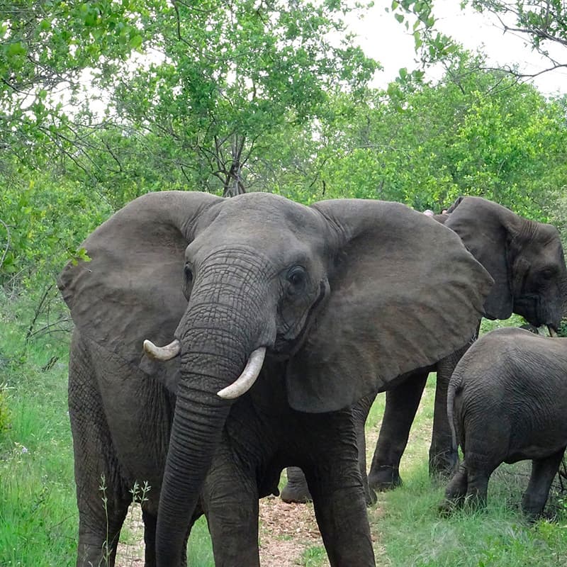 Viaje a medida: Ruta Jardn-Sudfrica