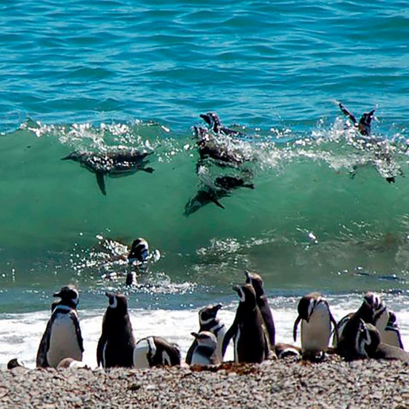 imagen noticia: Patagonia Argentina - Secreto Centenario