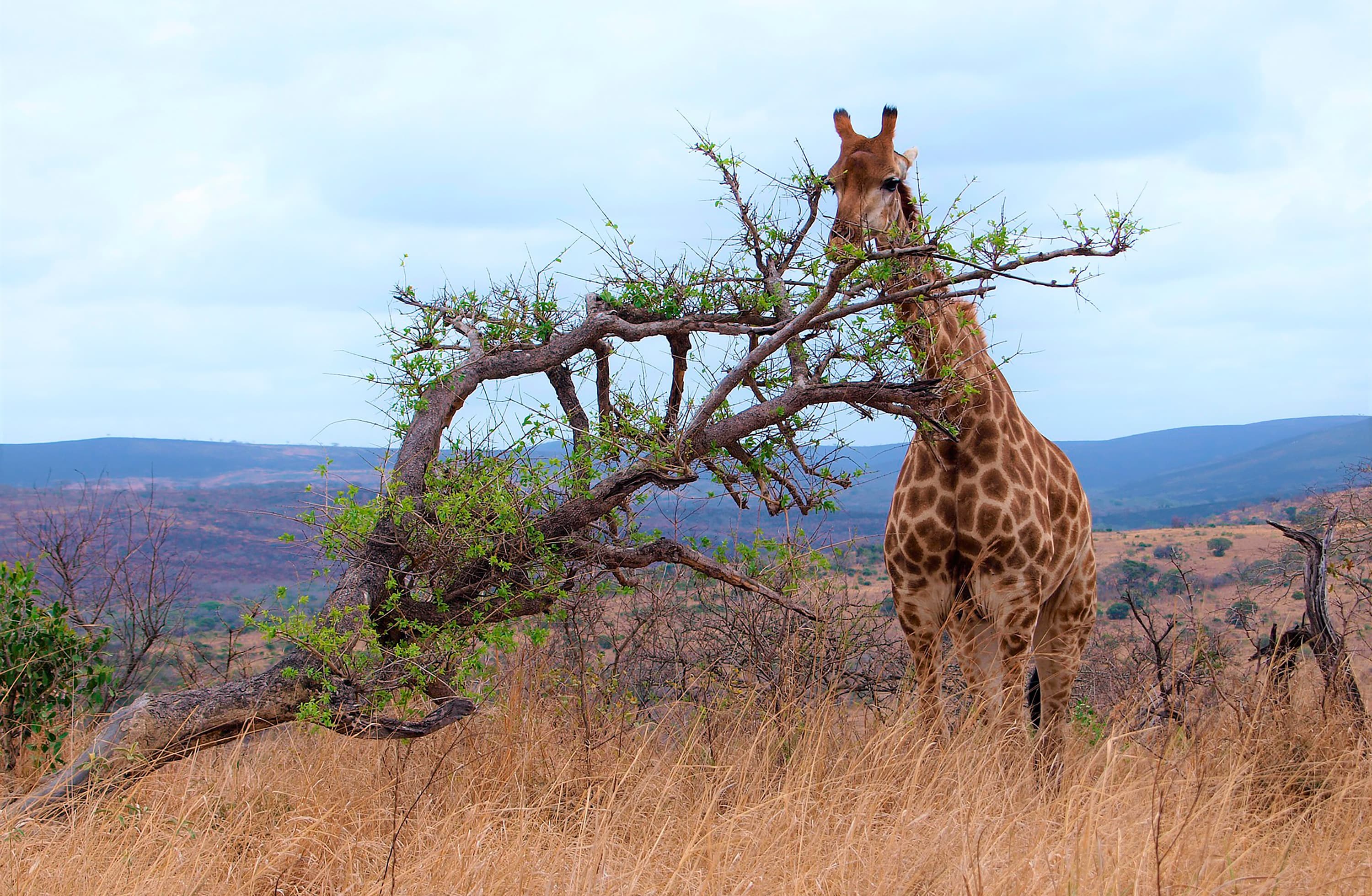 Blog Viajes Eurotrip Bidaiak: Sudfrica, el cono sur africano