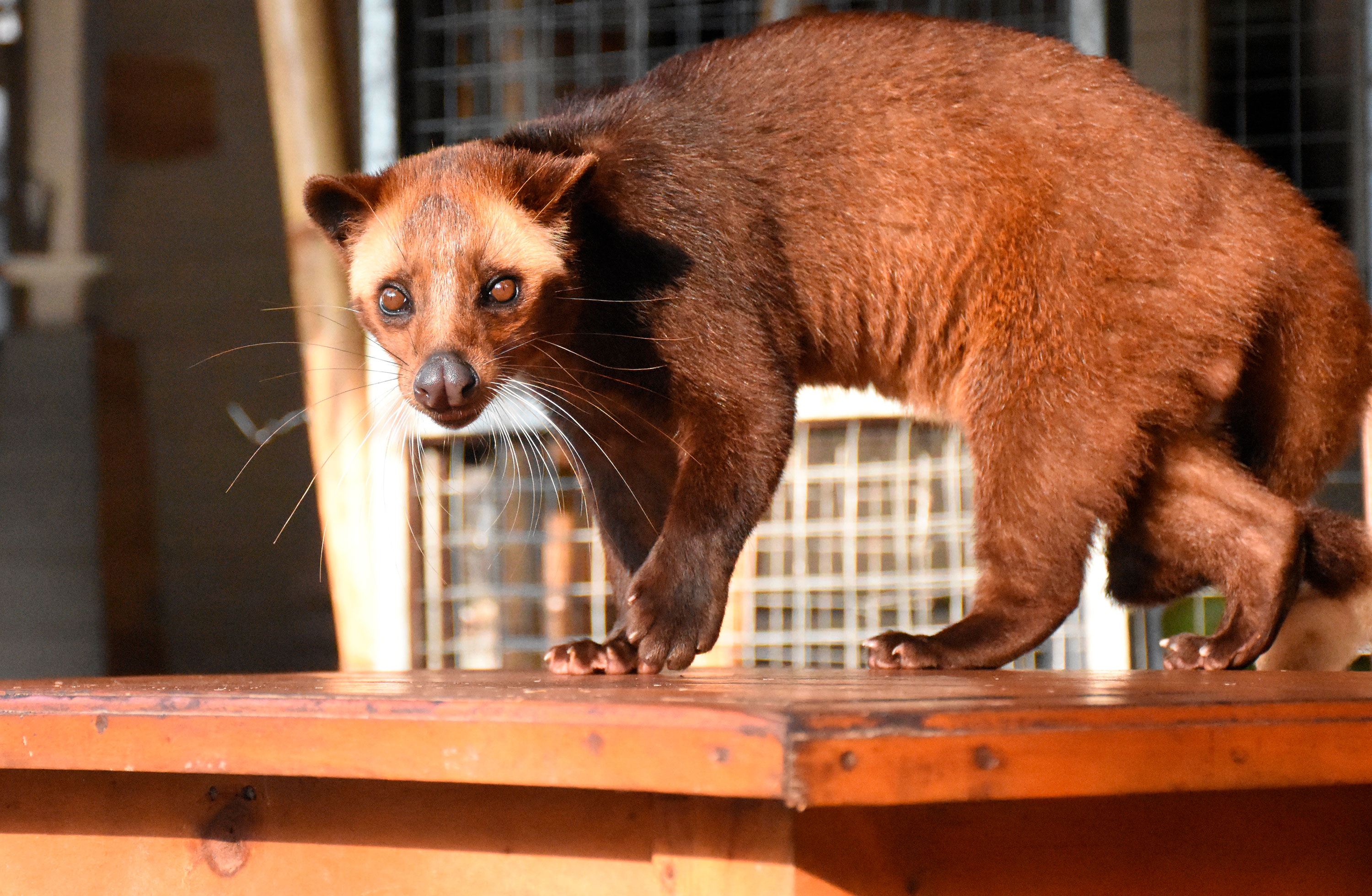 Kopi luwak cafe deals