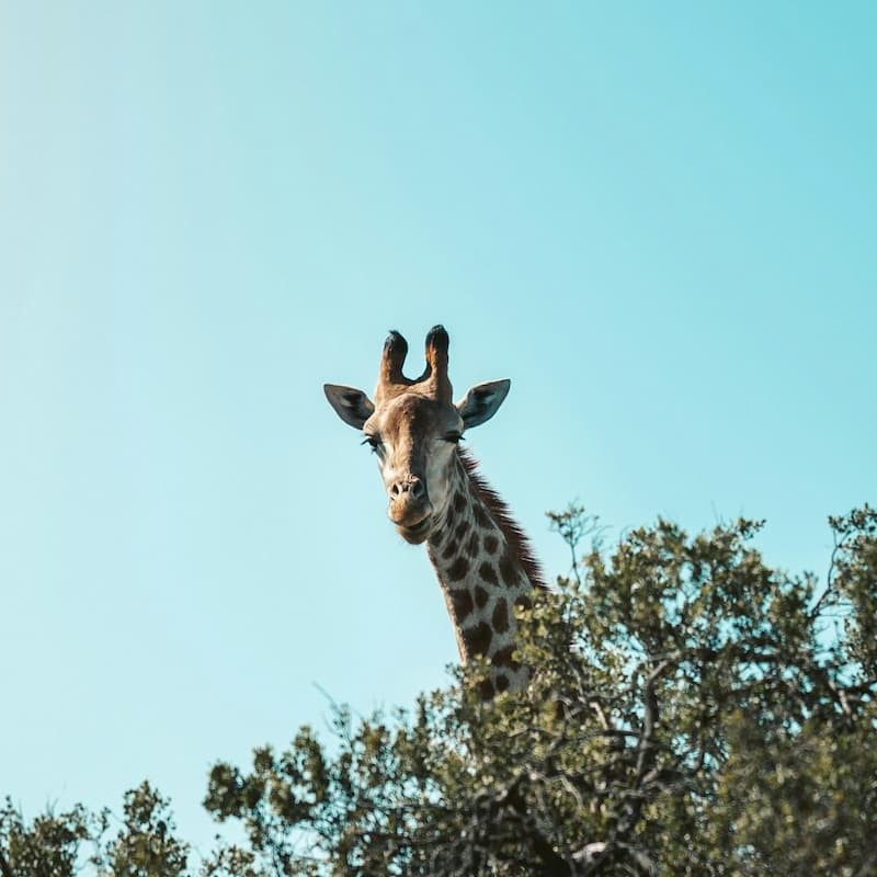 imagen noticia: Sud�frica en primavera: de septiembre a noviembre, la mejor �poca para viajar
